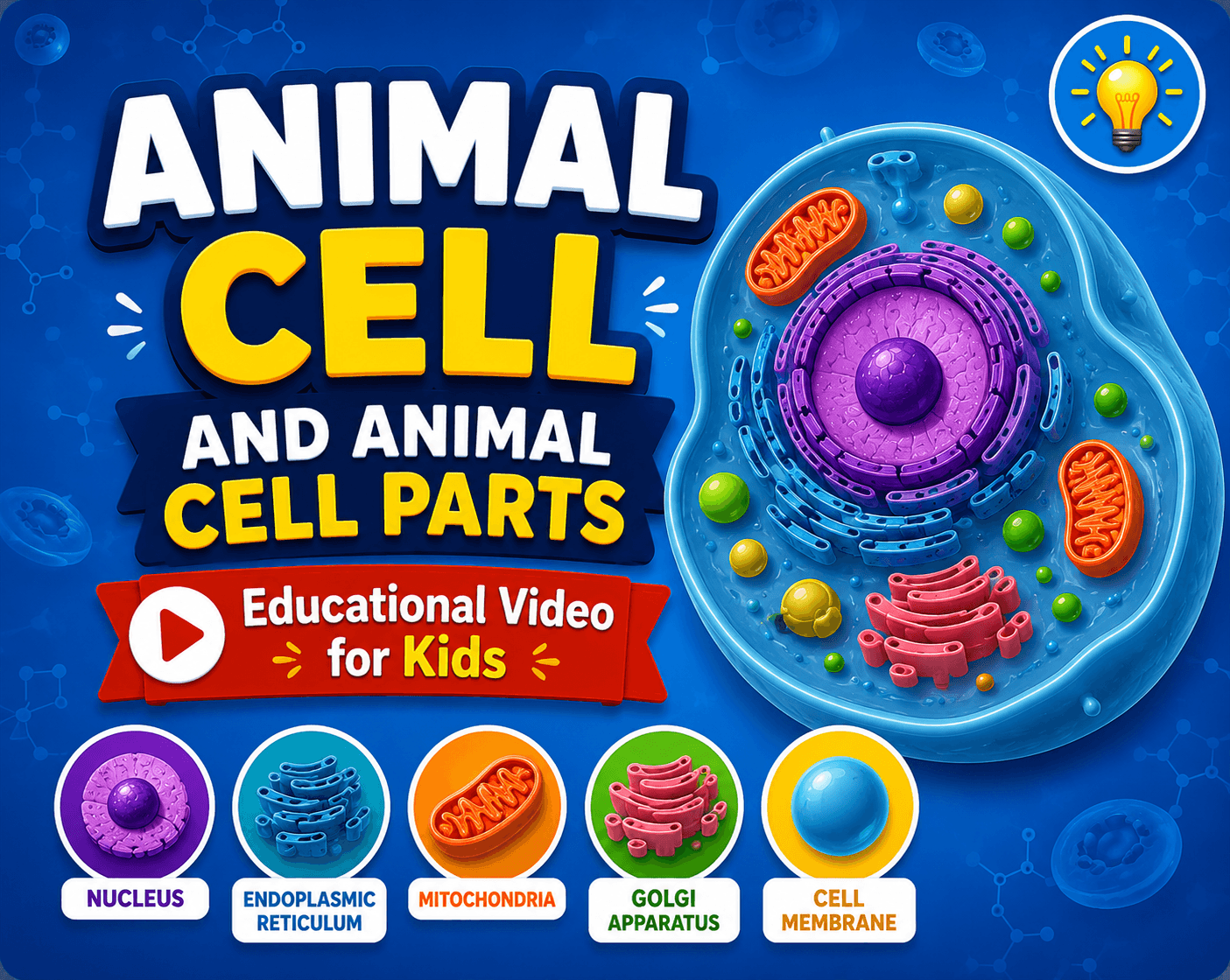 Animal cell and animal cell parts