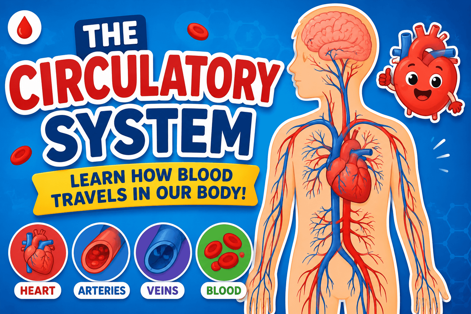 The Circulatory System