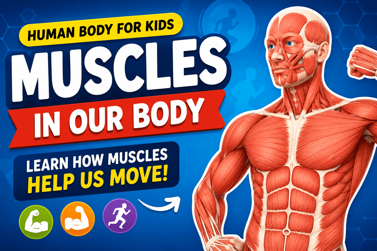 The Human Body for children